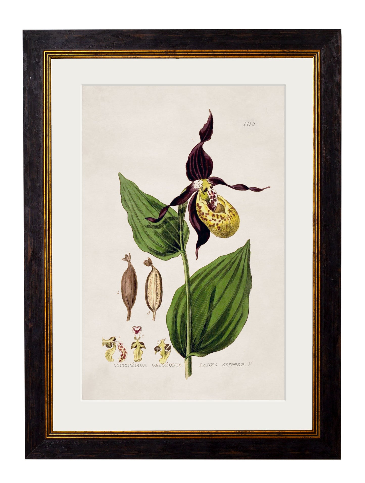 c.1837 British Flowering Plants styled view – Leya Buster Interiors