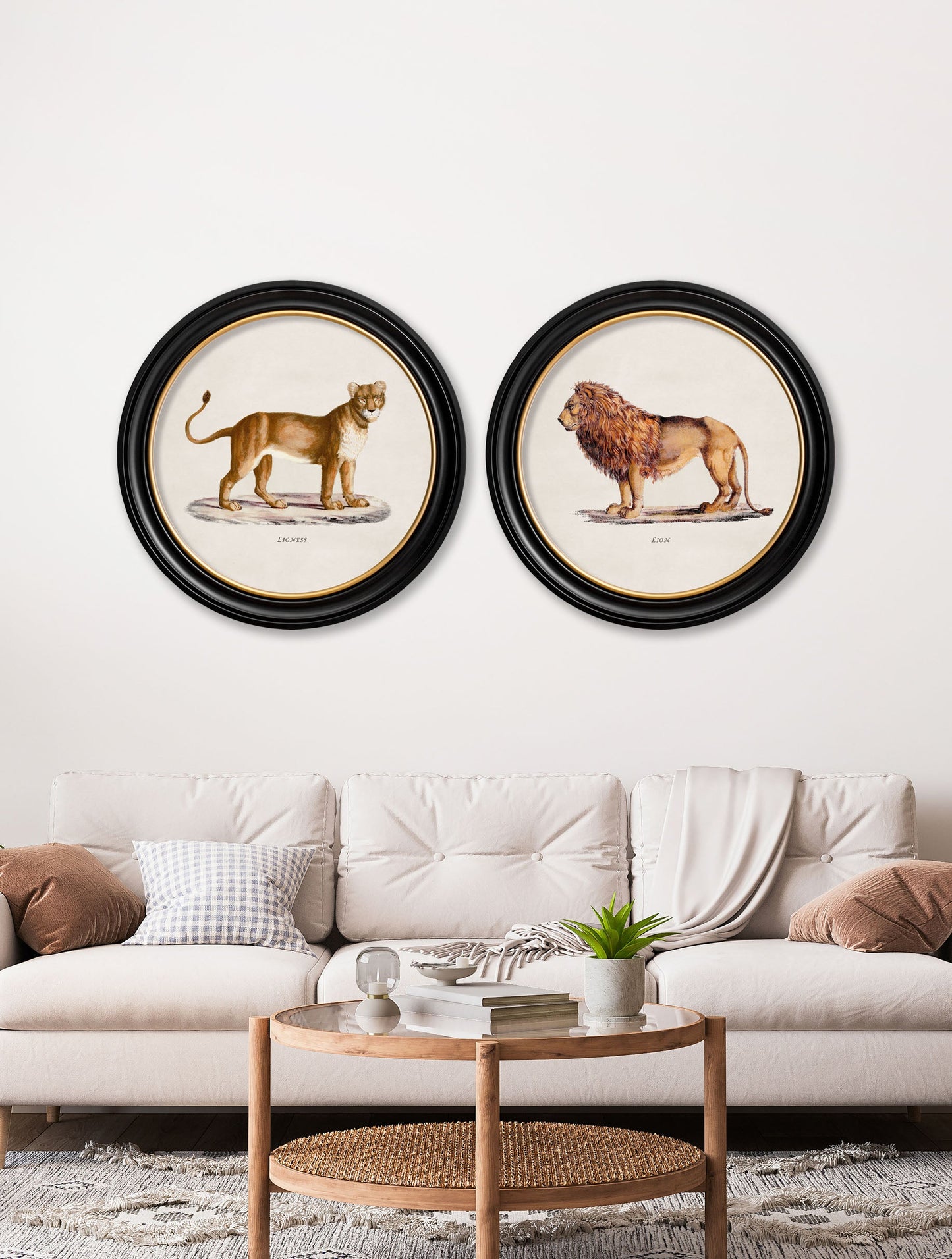 c.1800s Lion & Lioness – Round Frames – framed wall art at Leya Buster Interiors
