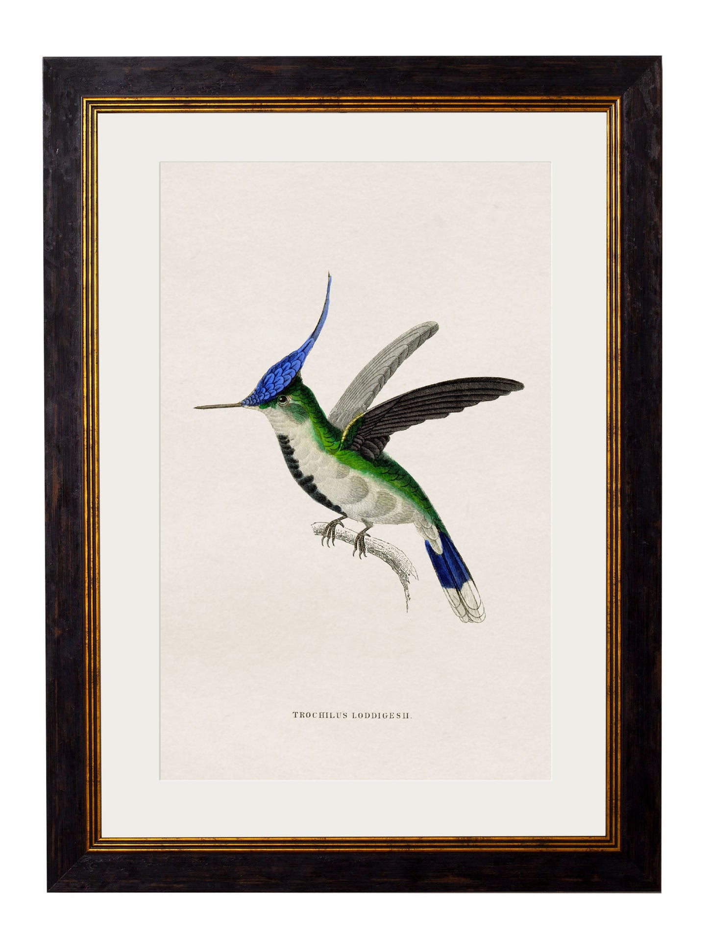 c.1833 Hummingbirds styled view – Leya Buster Interiors