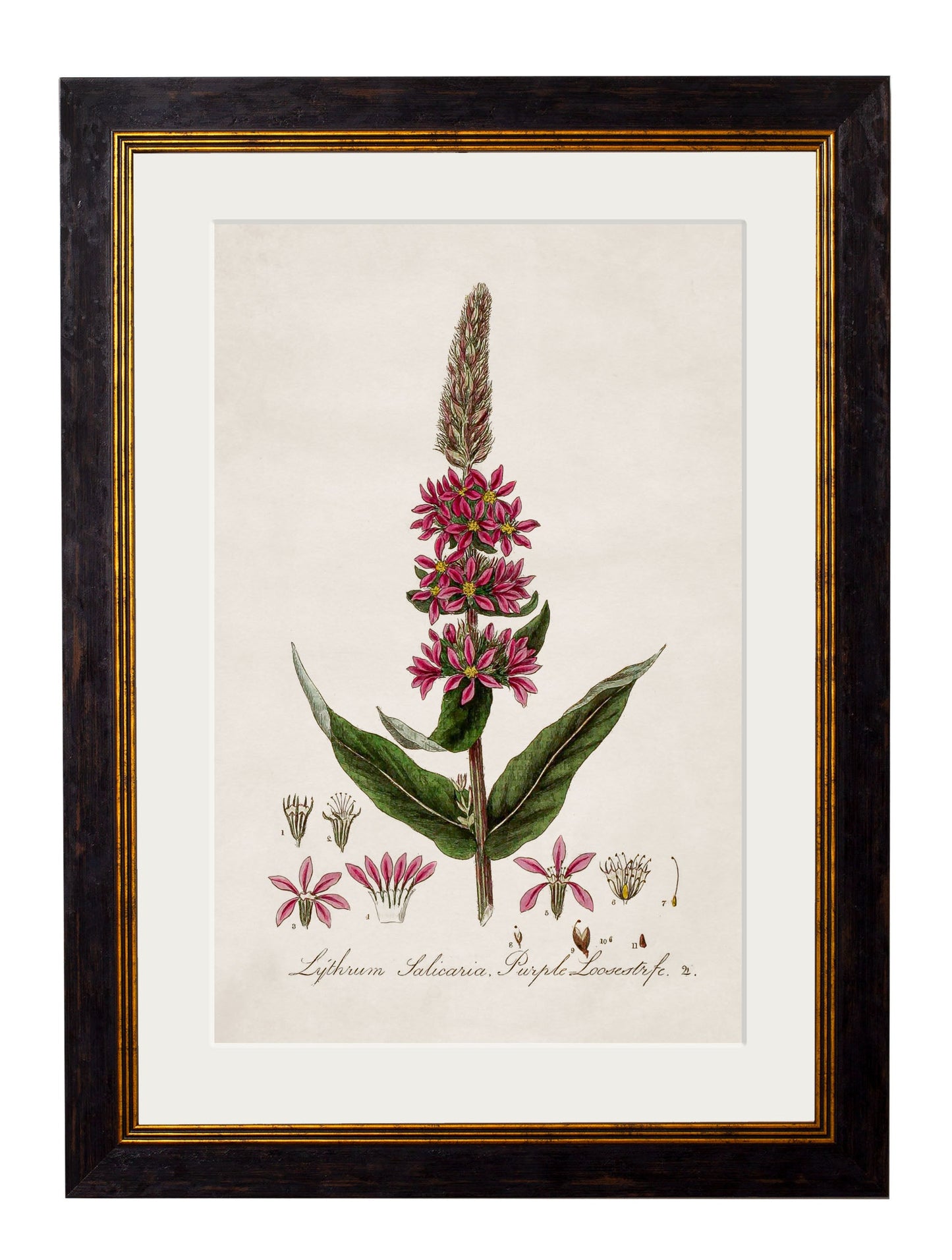 c.1837 British Flowering Plants styled view – Leya Buster Interiors