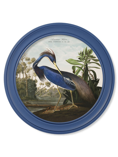 c.1838 Audubon's Louisana Heron in Blue Frame detail – Leya Buster Interiors