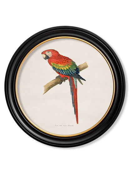 C.1884 Collection of Macaws in Round Frames styled view – Leya Buster Interiors