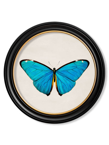 c.1836 Tropical Butterflies – Round Frames styled view – Leya Buster Interiors