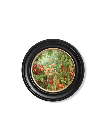 c.1904 Haeckel Flora and Fauna – Round Frames styled view – Leya Buster Interiors