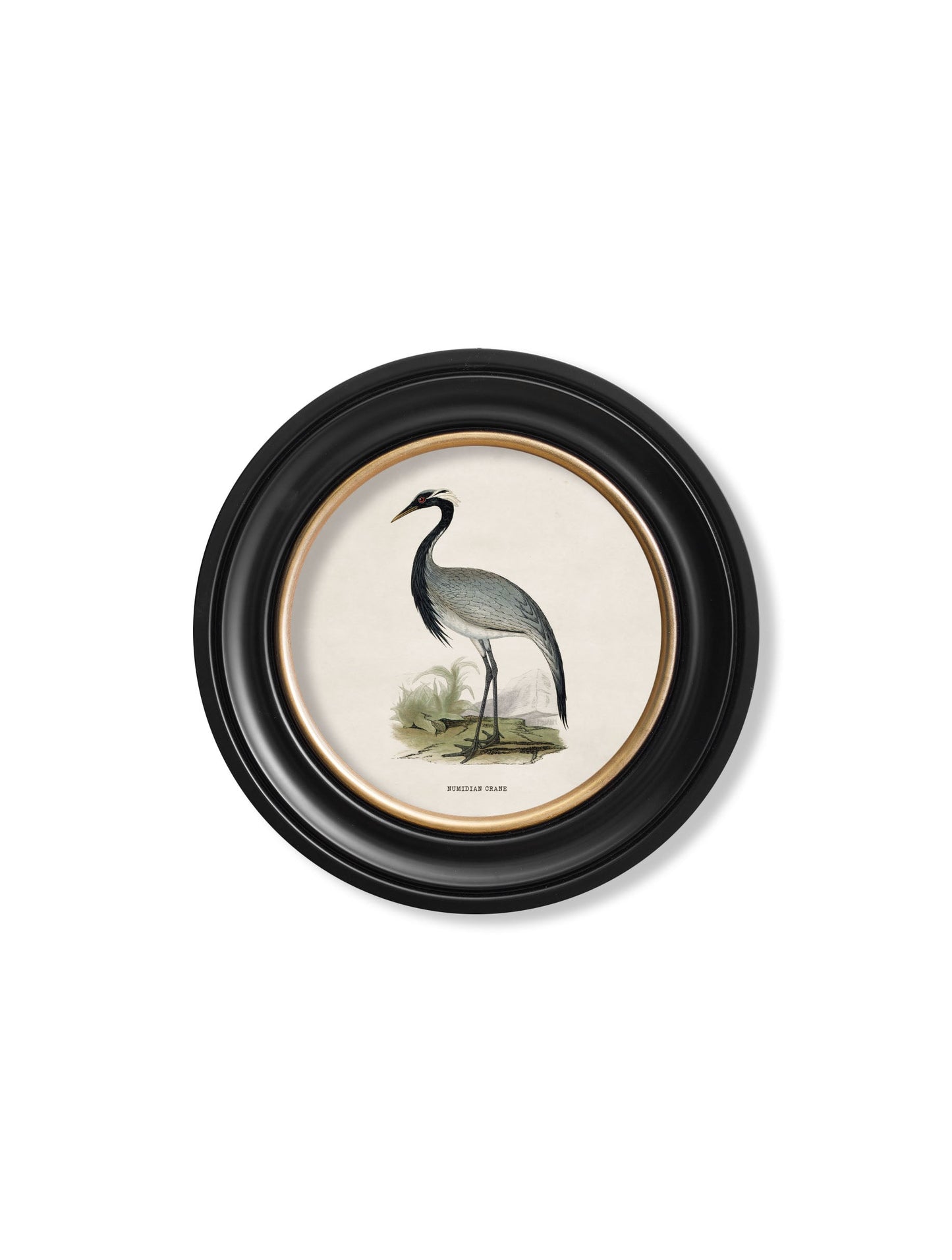 c.1870 Wading Birds in Round Frames styled view – Leya Buster Interiors