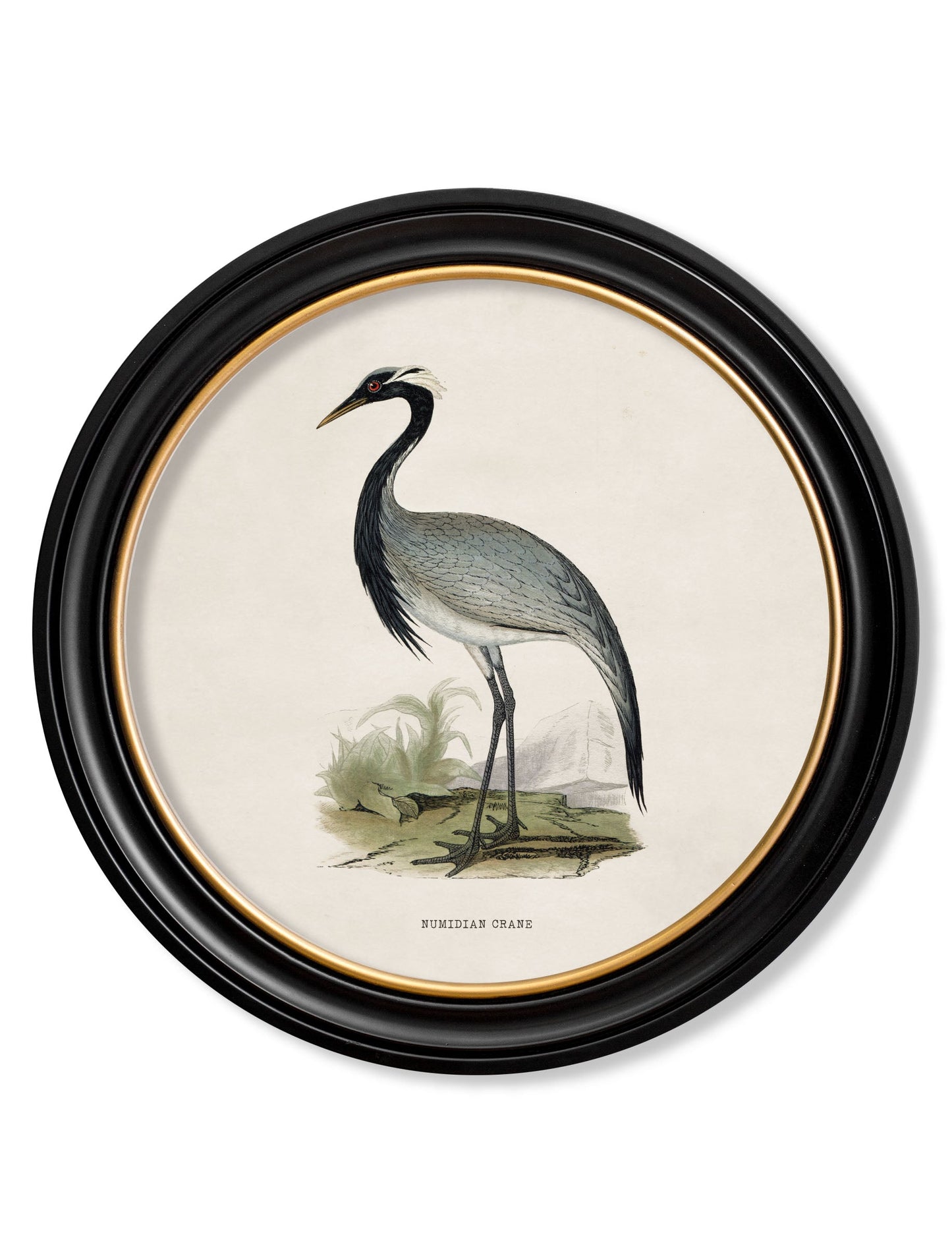 c.1870 Wading Birds in Round Frames styled view – Leya Buster Interiors