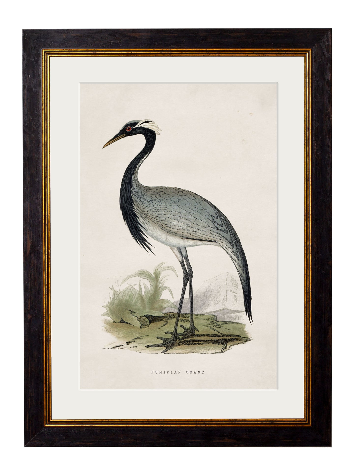 c.1850's British Wading Birds styled view – Leya Buster Interiors