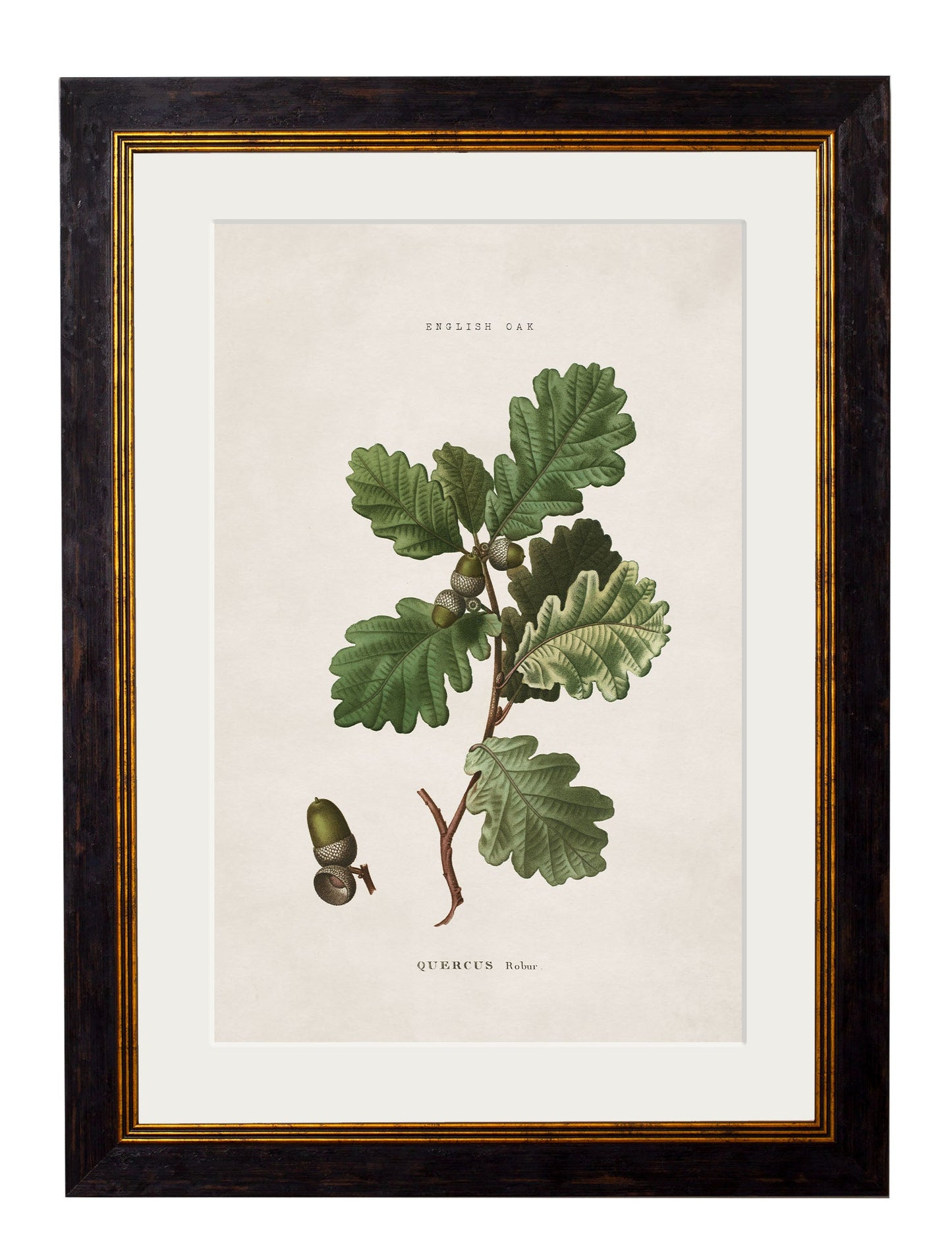 c.1819 Study of British Leaves and Pinecones styled view – Leya Buster Interiors