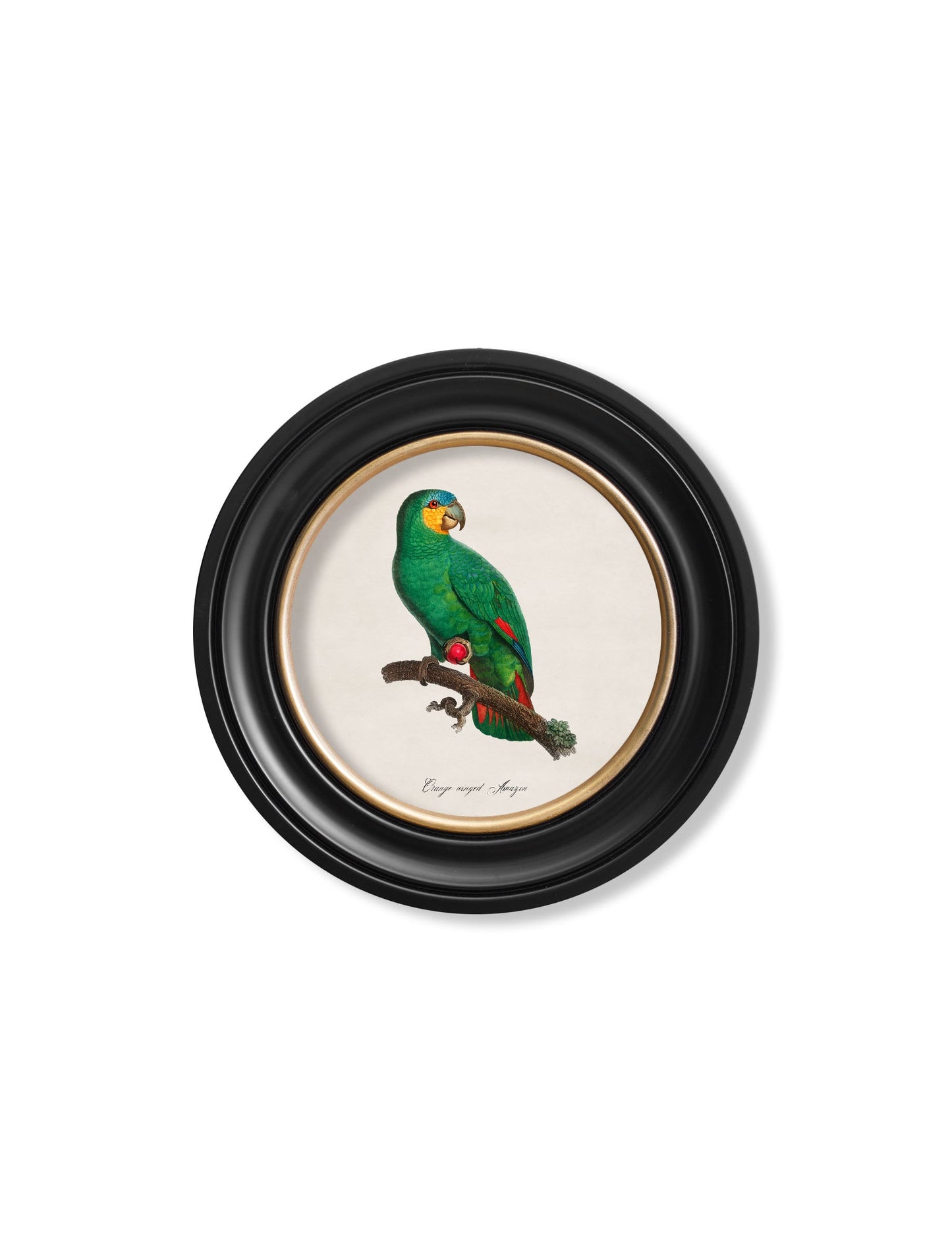 C.1800's Collection of Parrots in Round Frames 2 styled view – Leya Buster Interiors