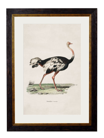 c.1846 Ostrich detail – Leya Buster Interiors