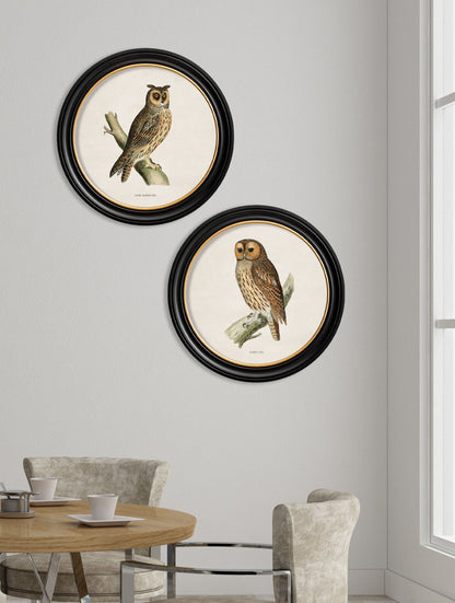 c.1870 British owls in Round Frames – framed wall art at Leya Buster Interiors
