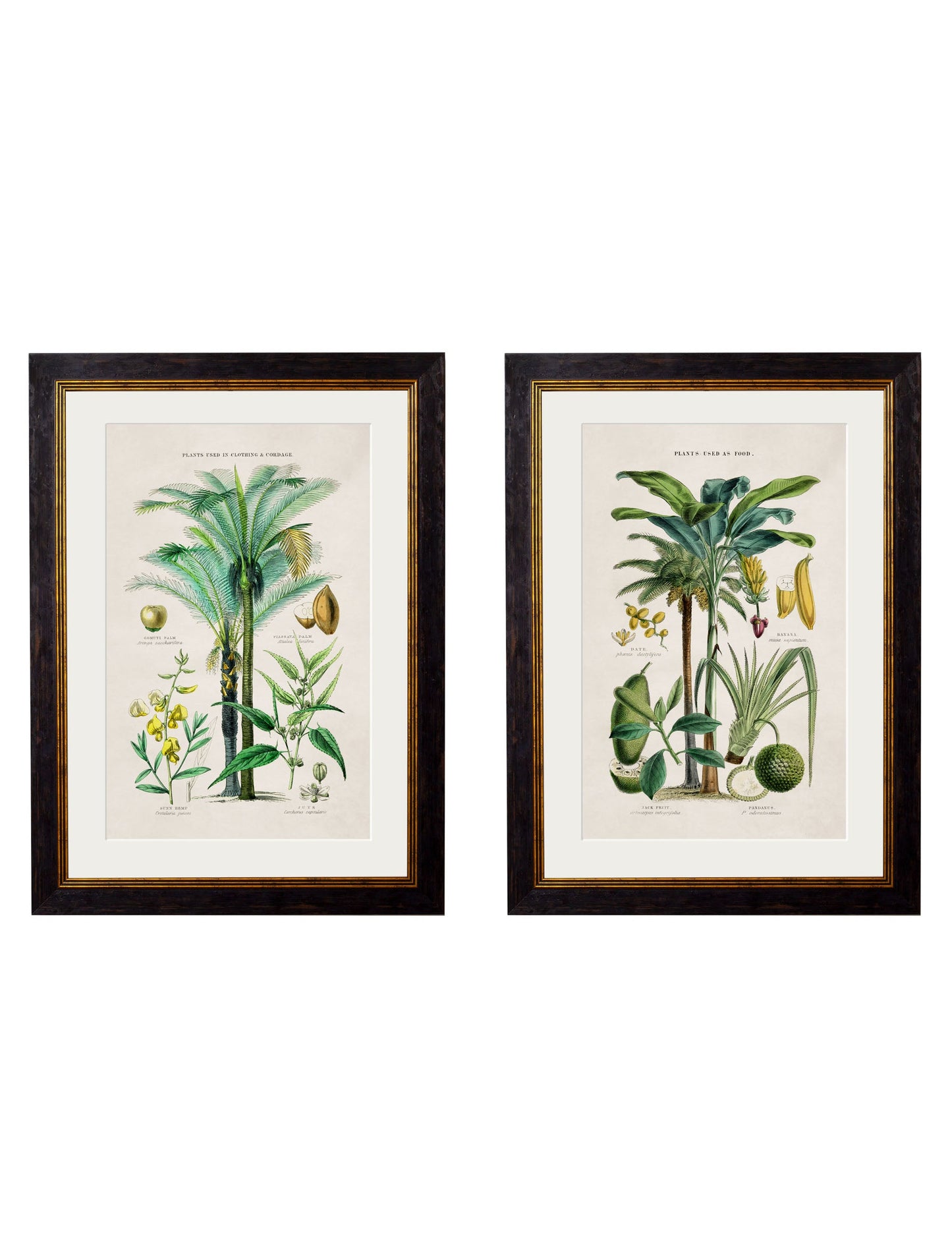 c.1877 Tropical Plants Used as Food and Clothing detail – Leya Buster Interiors