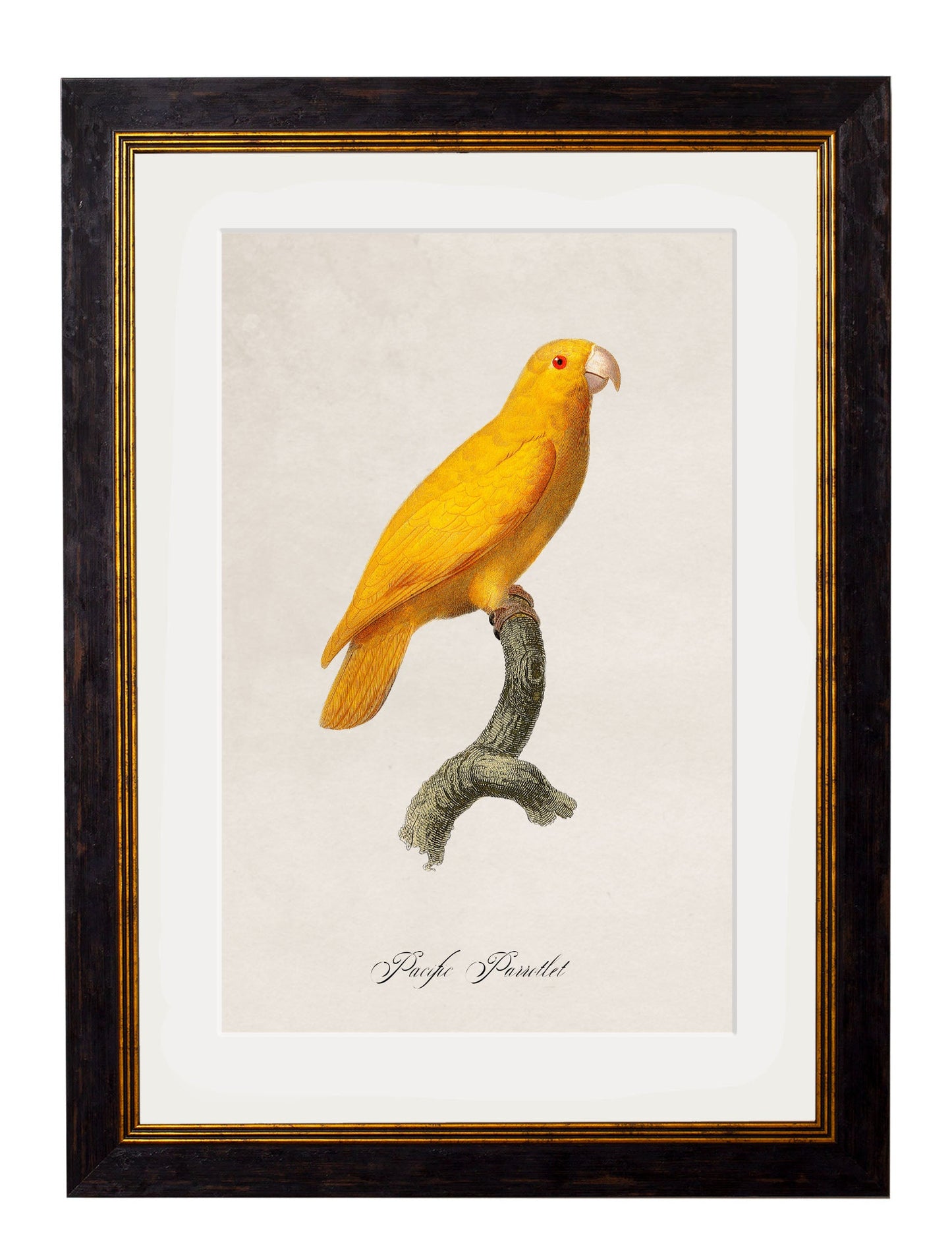 C.1800's Collection of Parrots styled view – Leya Buster Interiors