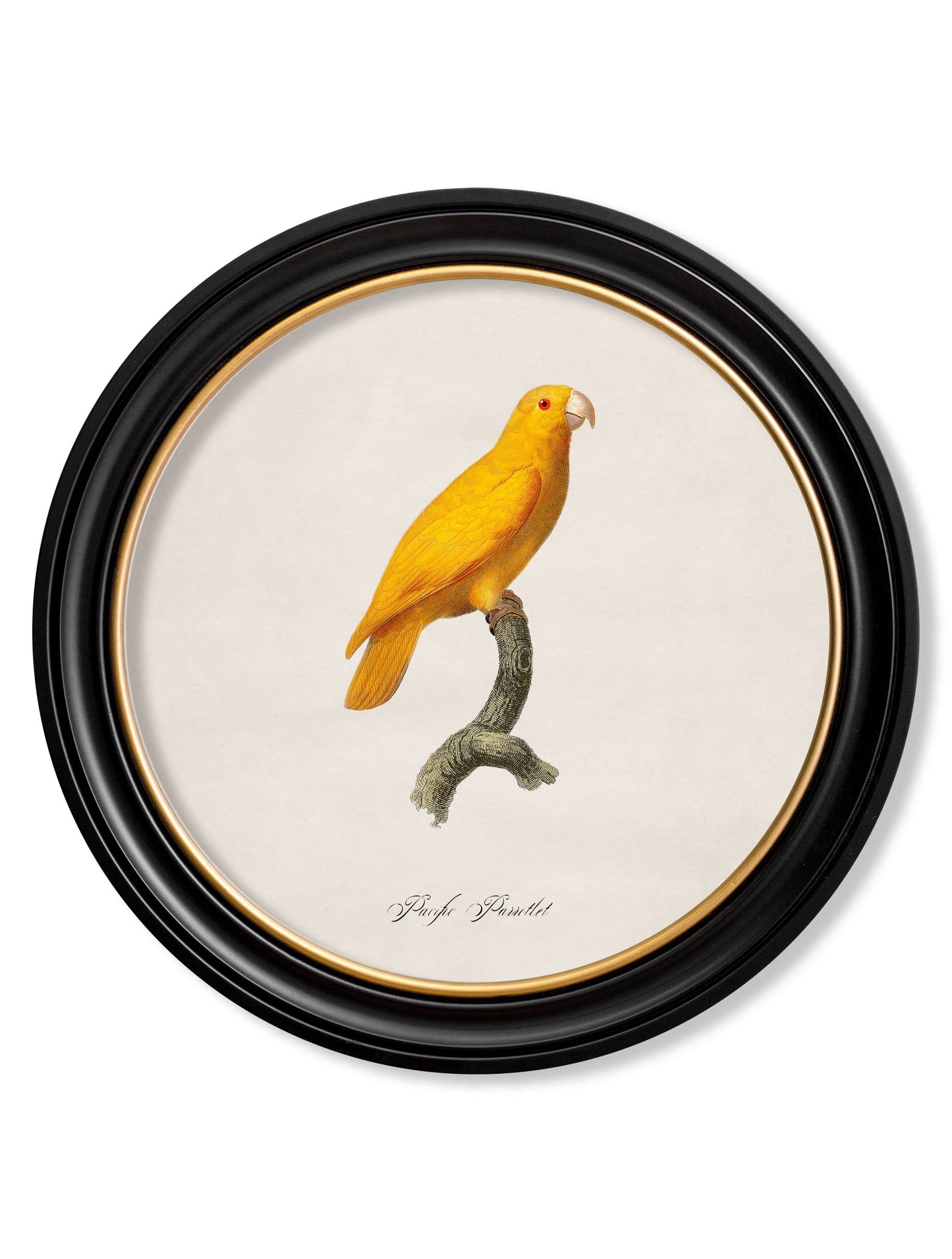 C.1800's Collection of Parrots in Round Frames 2 styled view – Leya Buster Interiors