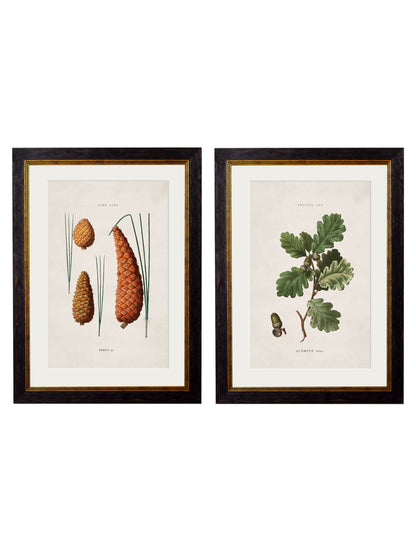 c.1819 Study of British Leaves and Pinecones detail – Leya Buster Interiors