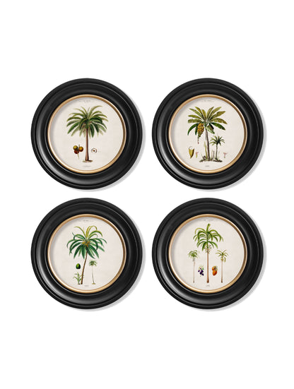 c.1843 Studies of South American Palm Trees in Round Frames styled view – Leya Buster Interiors