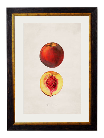 c.1886 Studies of Fruit styled view – Leya Buster Interiors