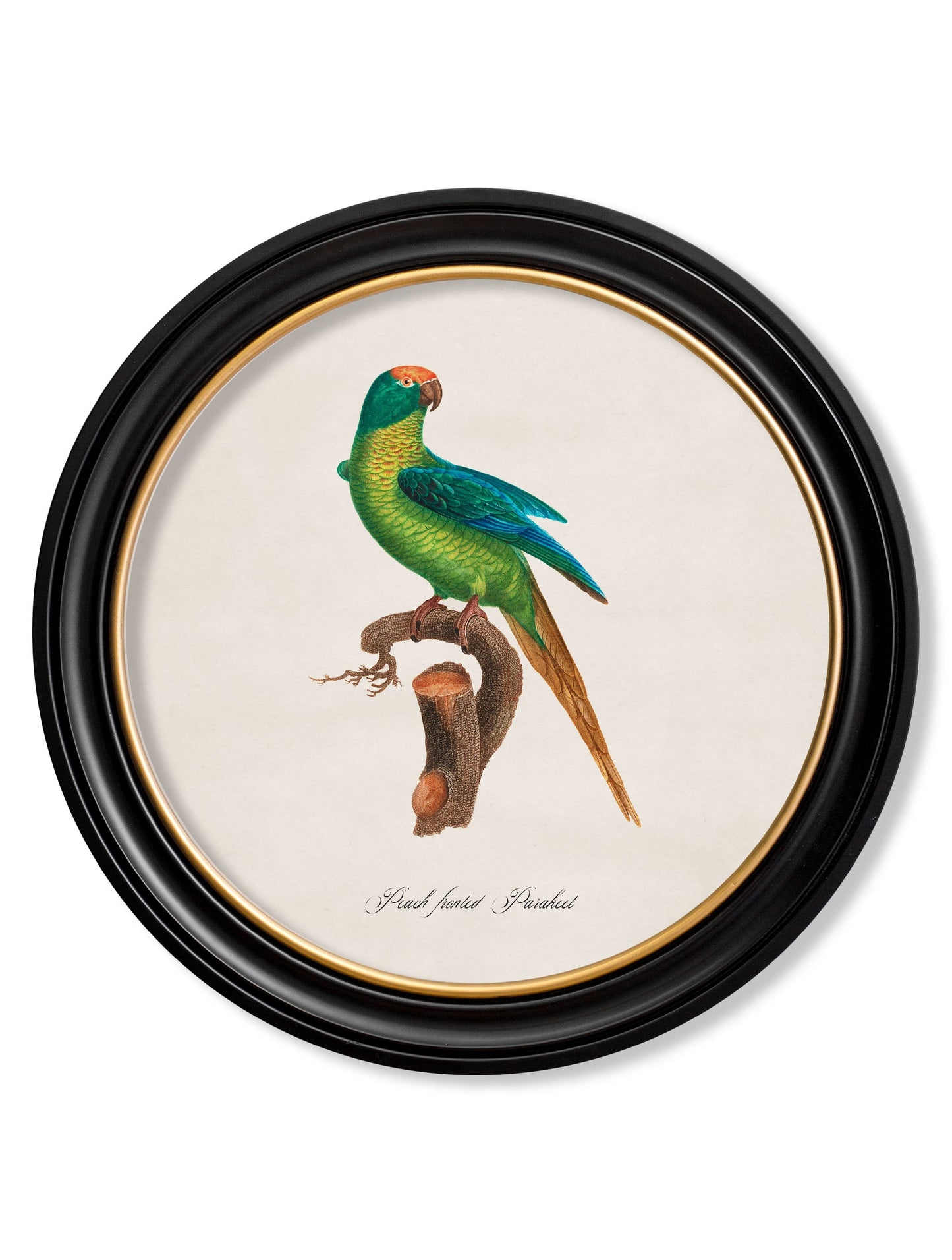 C.1800's Collection of Parrots in Round Frames 2 styled view – Leya Buster Interiors