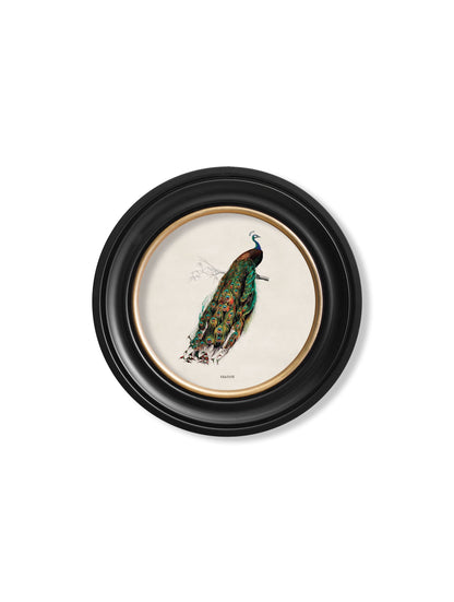 c.1847 Peacock in Round Frame – framed wall art at Leya Buster Interiors