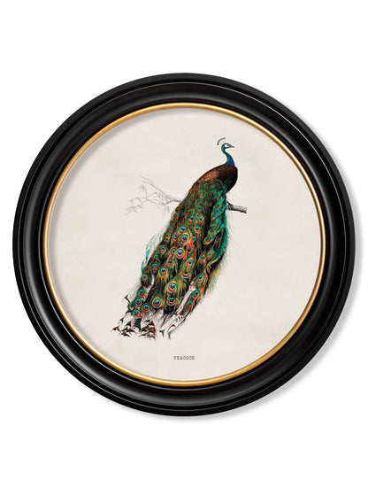 c.1847 Peacock in Round Frame detail – Leya Buster Interiors