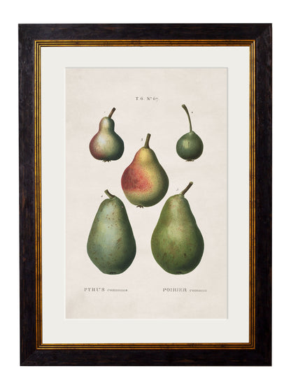 c.1819 Study of British Fruit styled view – Leya Buster Interiors