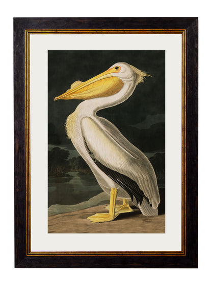 c.1838 Audubon's Birds of America styled view – Leya Buster Interiors
