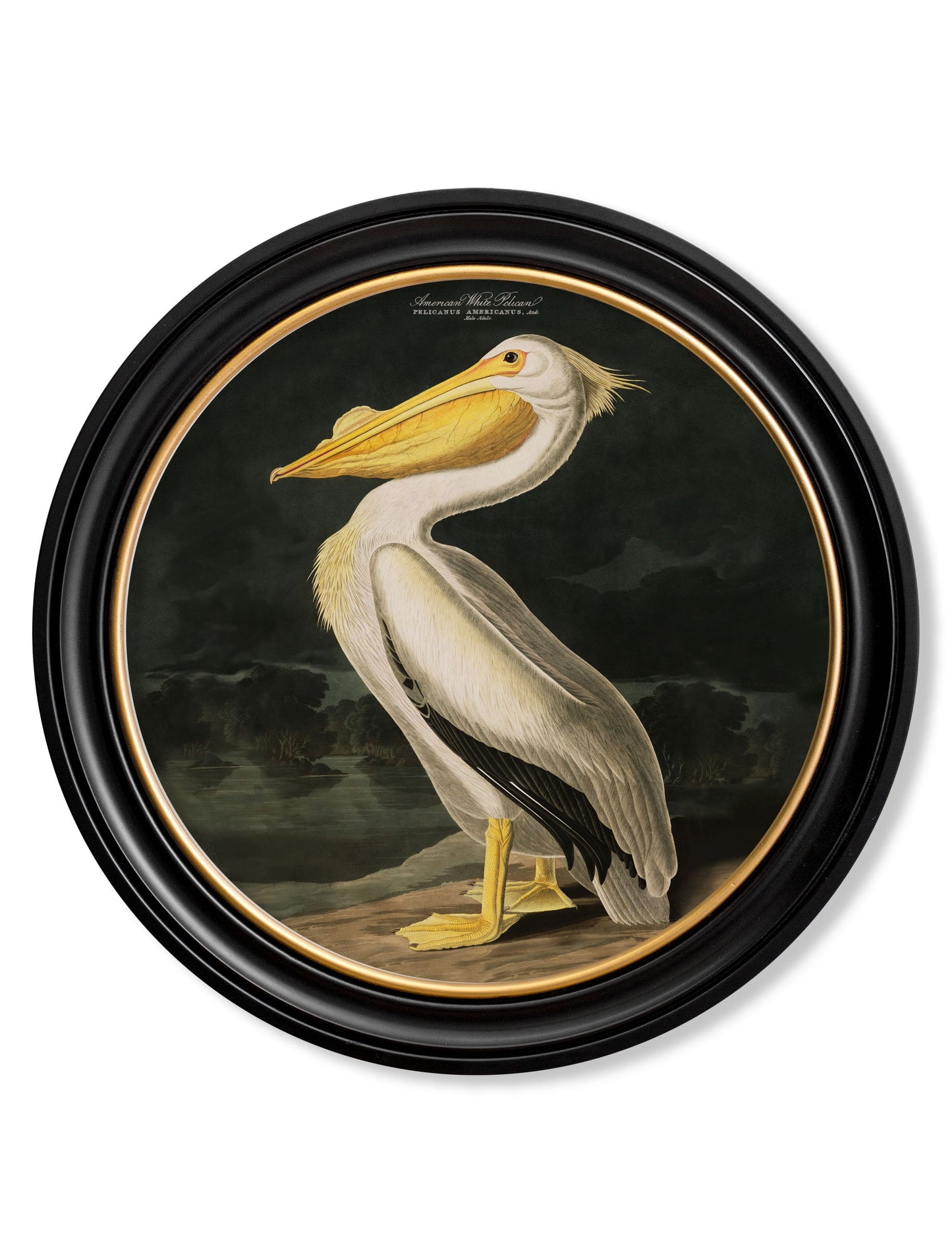 c.1838 Audubon's Birds of America in Round Frames styled view – Leya Buster Interiors