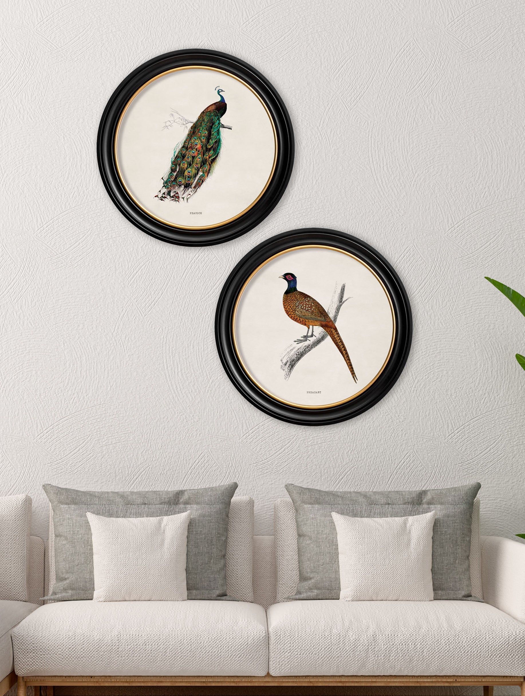 c.1809 British Birds in Round Frames – framed wall art at Leya Buster Interiors