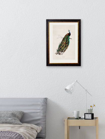 c.1847 Peacock – framed wall art at Leya Buster Interiors