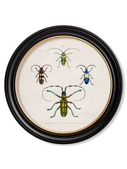 c.1836 Beetle Plates – Round Frame styled view – Leya Buster Interiors