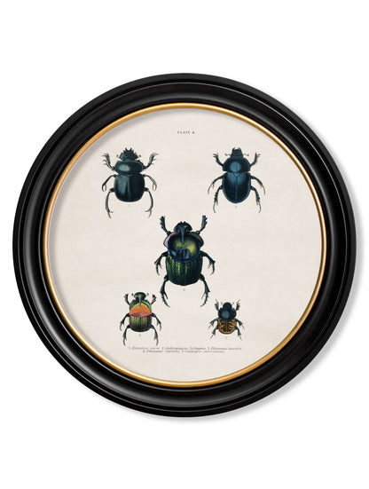 c.1836 Beetle Plates – Round Frame styled view – Leya Buster Interiors