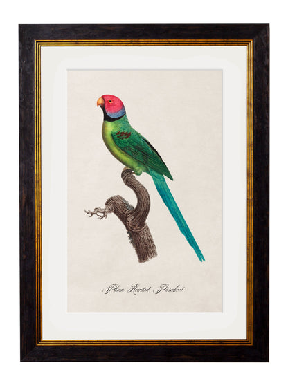 C.1800's Collection of Parrots styled view – Leya Buster Interiors