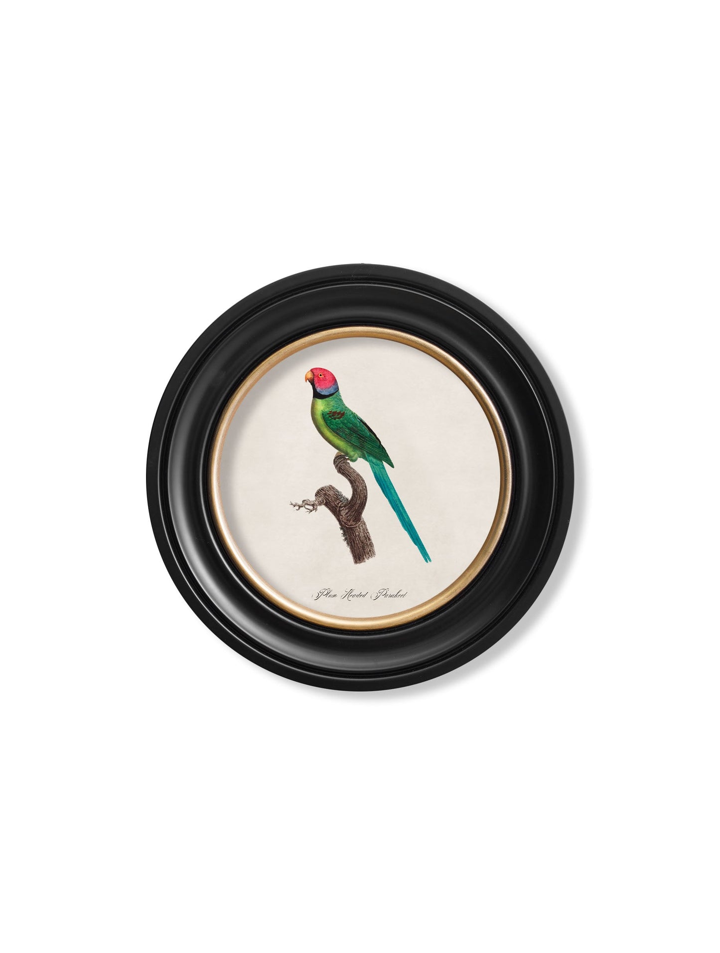 C.1800's Collection of Parrots in Round Frames 1 styled view – Leya Buster Interiors