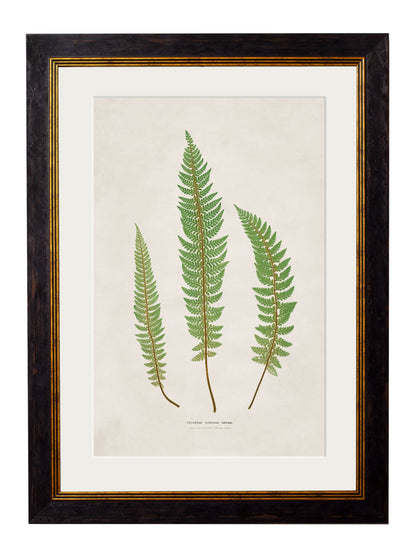 c.1831 Collection of Ferns styled view – Leya Buster Interiors