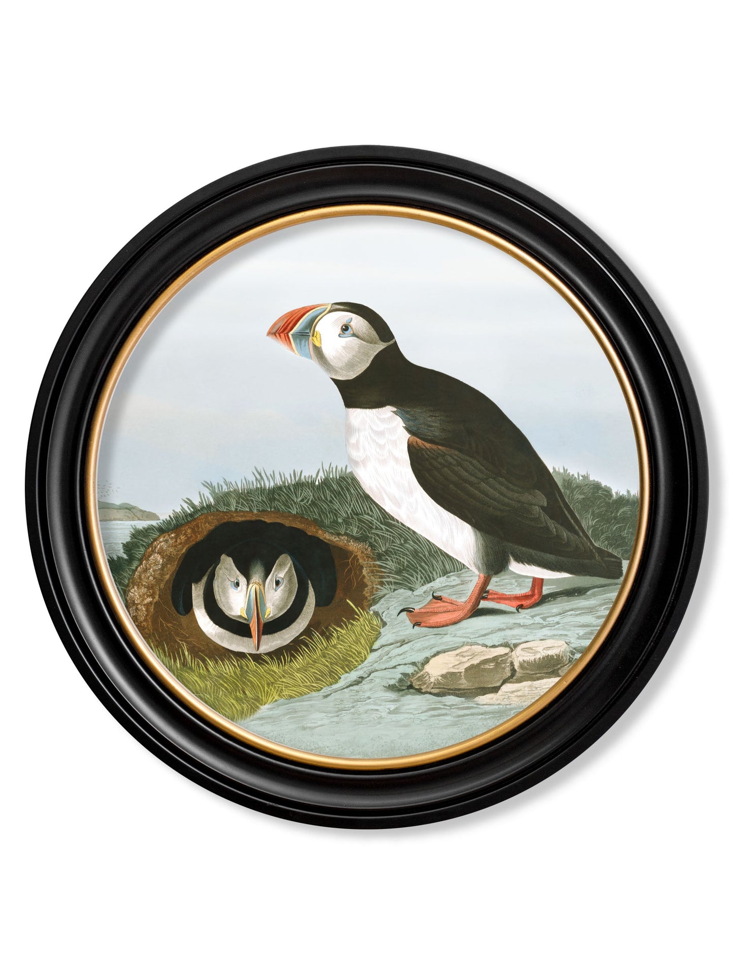 c.1838 Audubon's Puffins – Round Frame styled view – Leya Buster Interiors