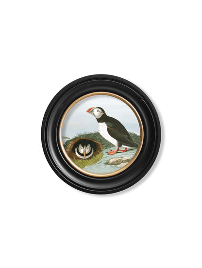c.1838 Audubon's Puffins – Round Frame styled view – Leya Buster Interiors