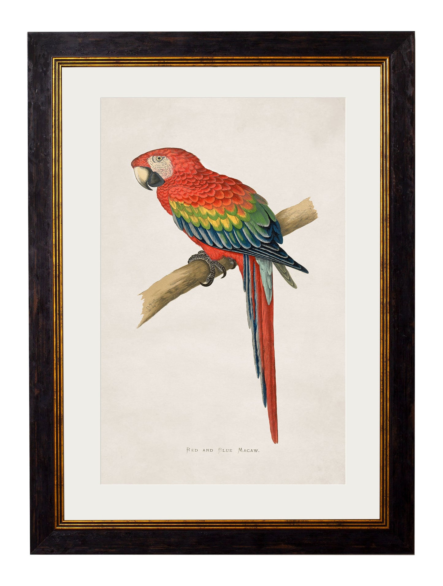c.1884 Macaws styled view – Leya Buster Interiors