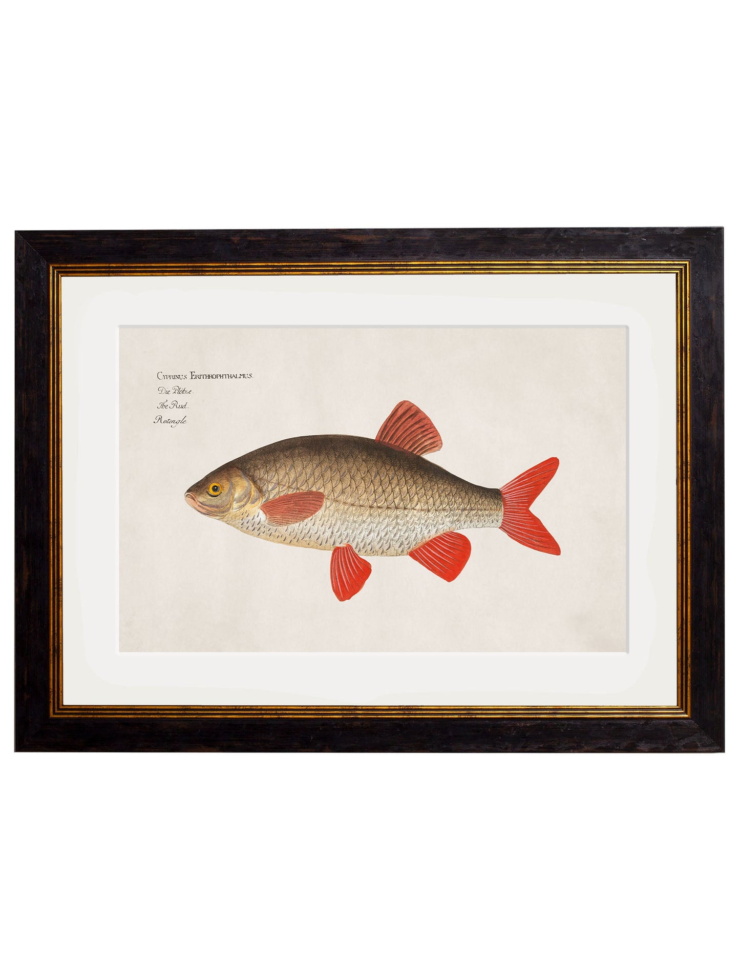 c.1785 Fresh Water Fish styled view – Leya Buster Interiors