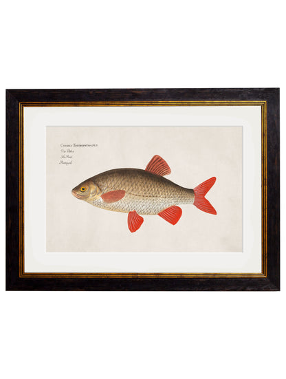 c.1785 Fresh Water Fish styled view – Leya Buster Interiors
