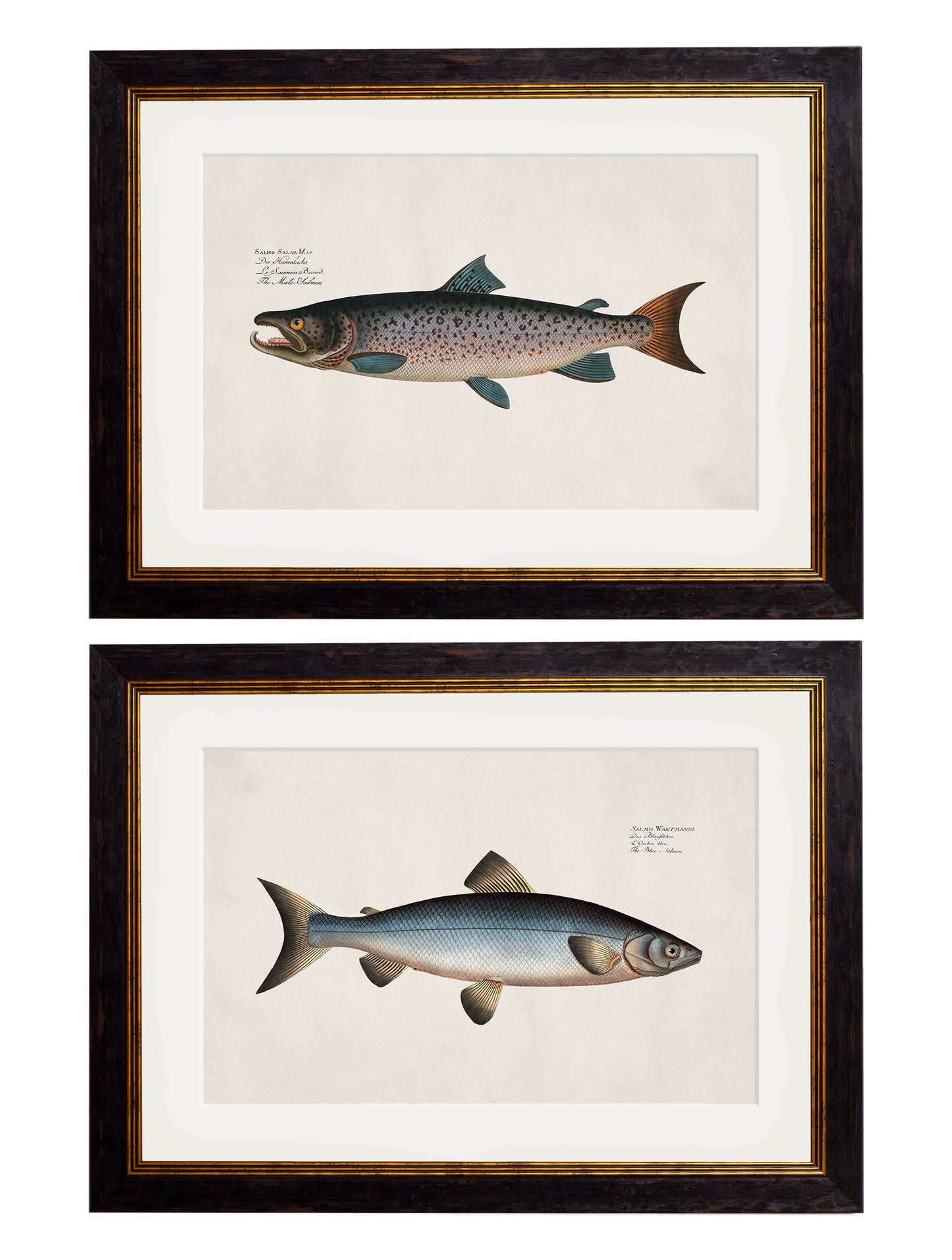 c.1785 Studies of Salmon detail – Leya Buster Interiors