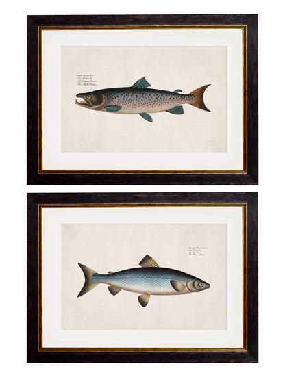 c.1785 Studies of Salmon detail – Leya Buster Interiors