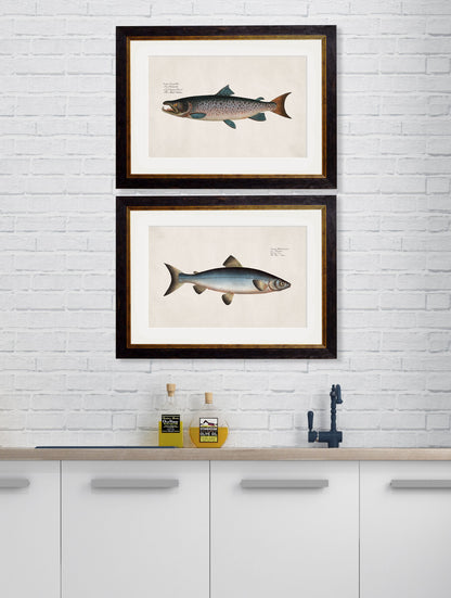 c.1785 Studies of Salmon – framed wall art at Leya Buster Interiors