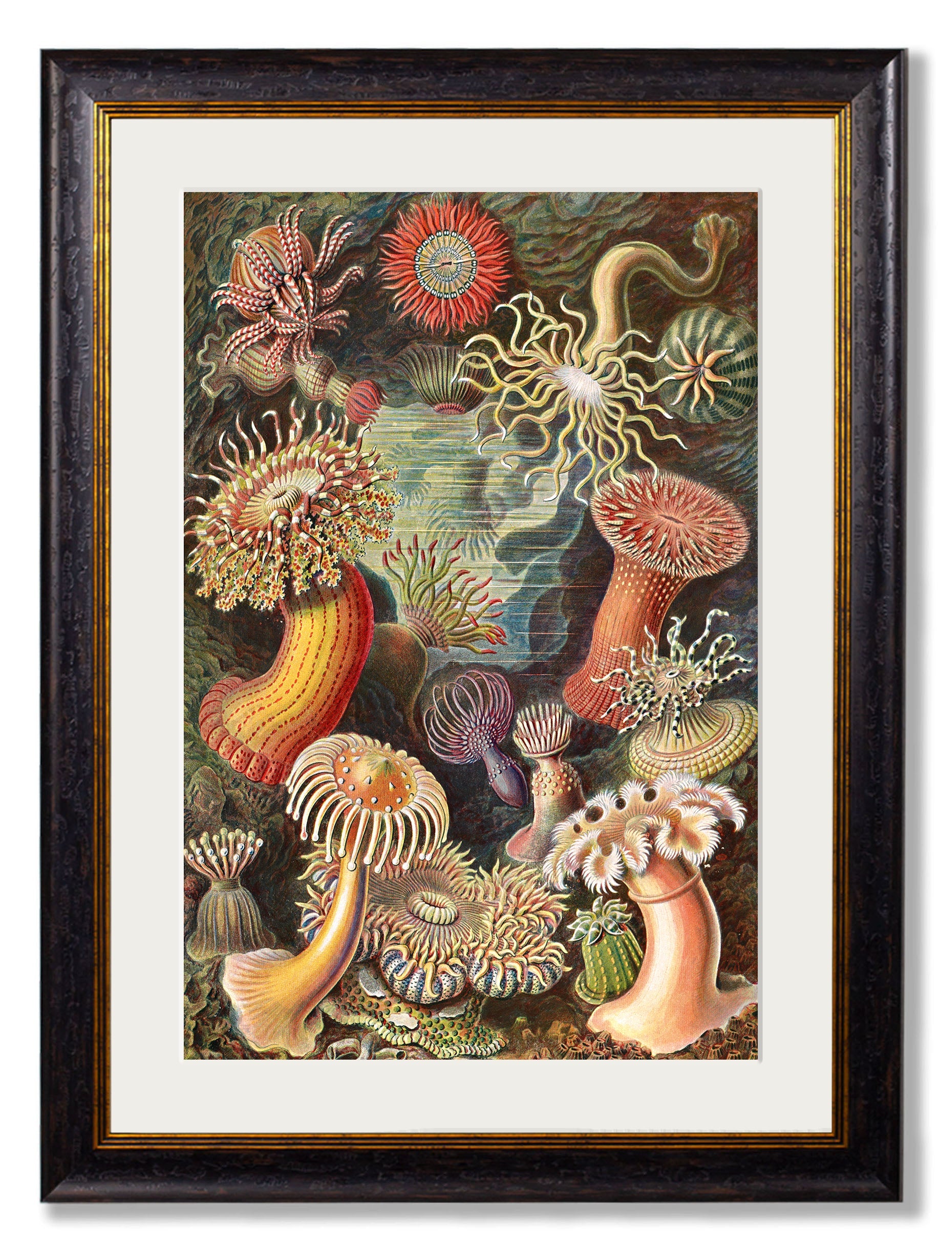 c.1904 Haeckel Flora styled view – Leya Buster Interiors