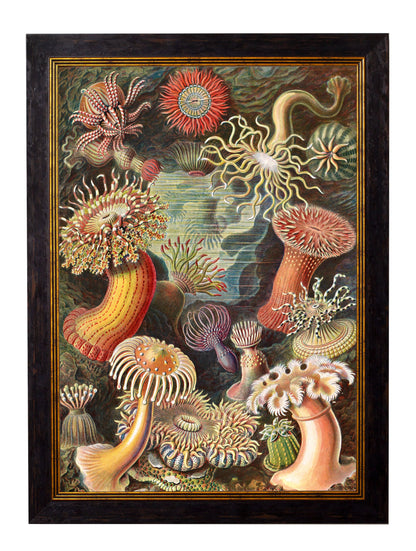 c.1904 Haeckel Flora styled view – Leya Buster Interiors