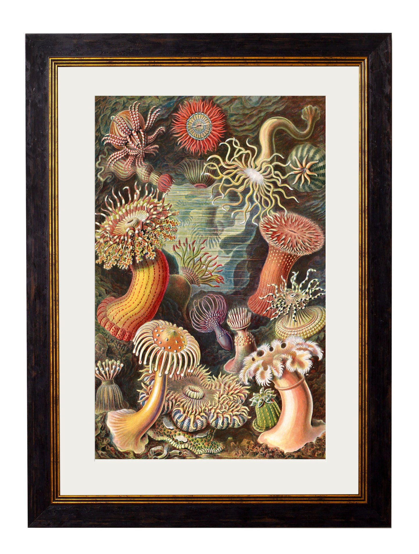 c.1904 Haeckel Flora styled view – Leya Buster Interiors