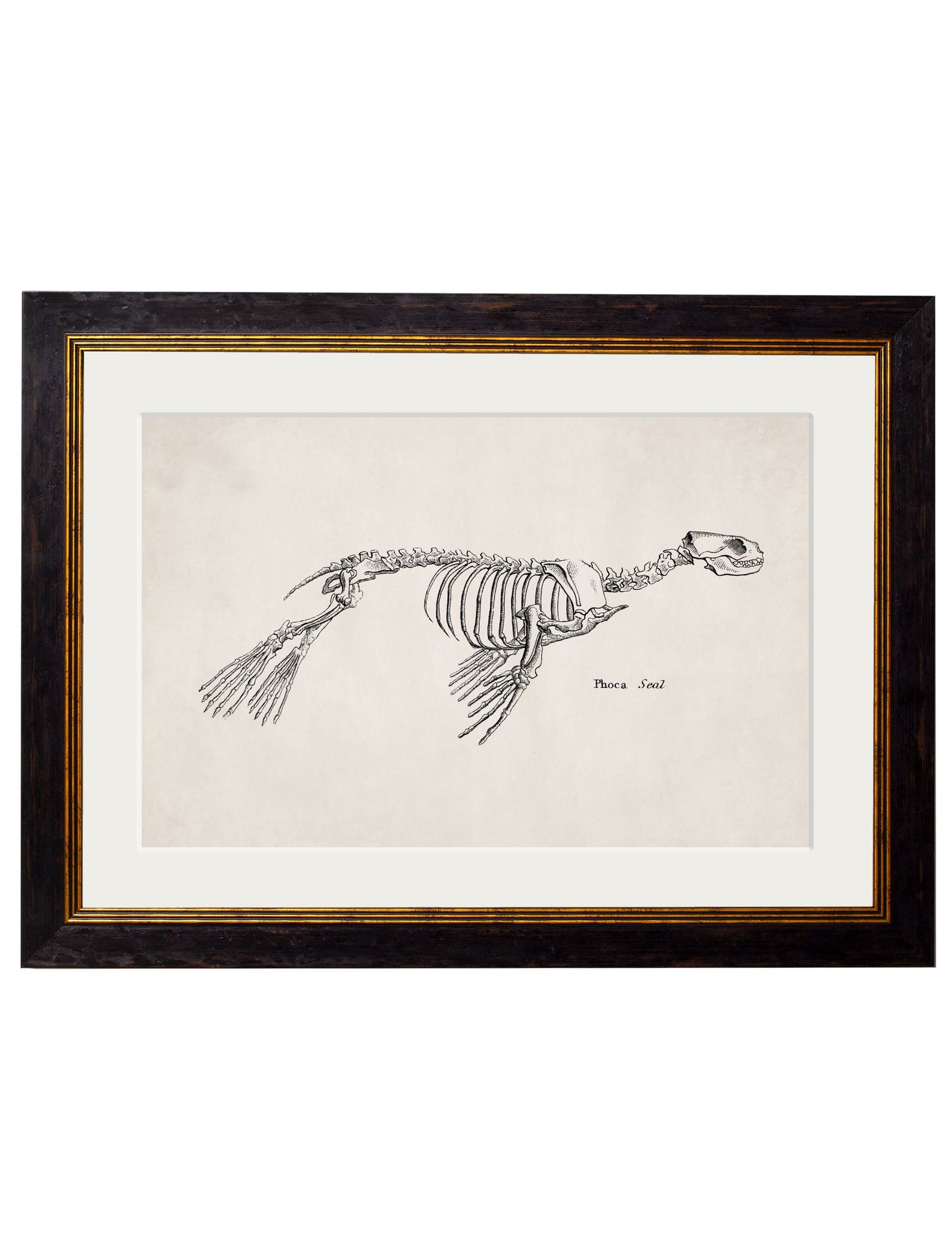c.1870 Anatomical Skeletons styled view – Leya Buster Interiors