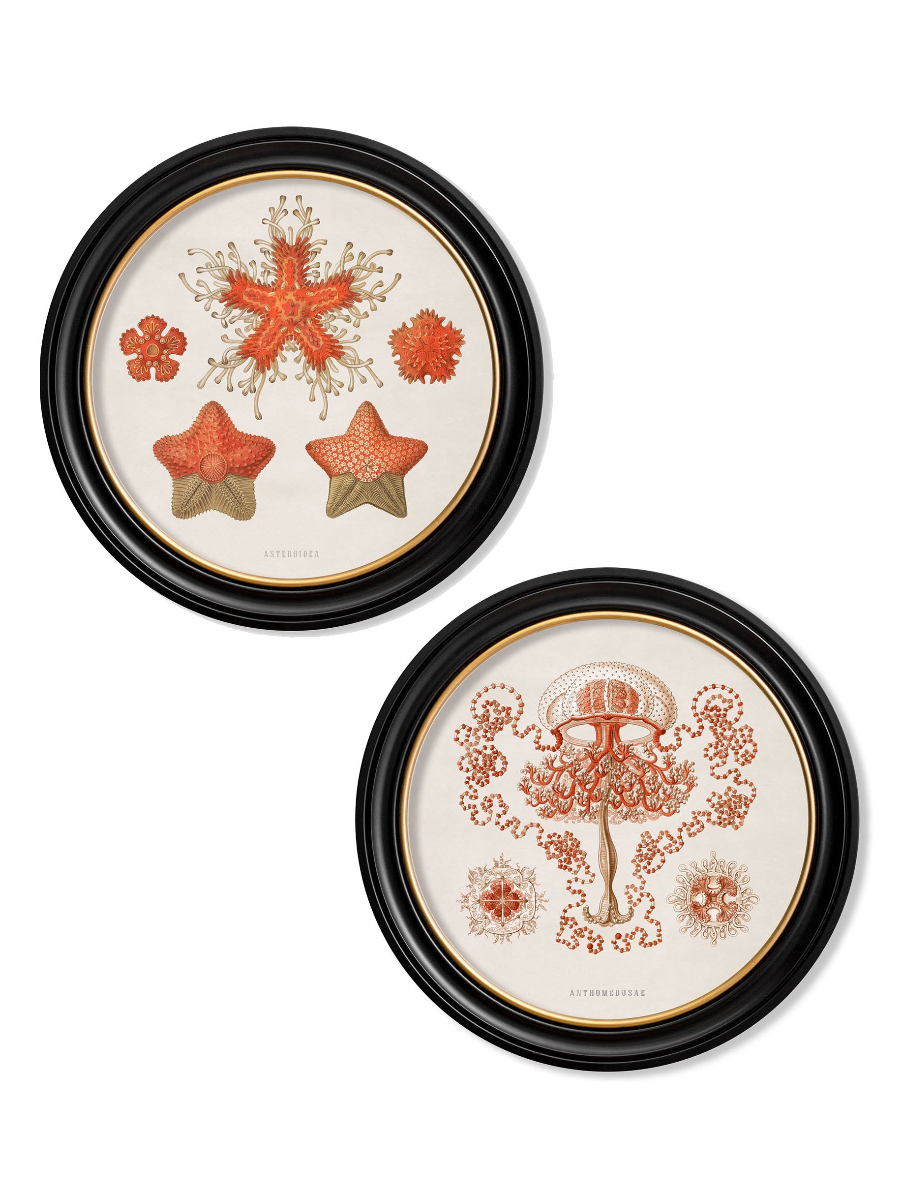 c.1904 Haeckel Sealife – Round Frames detail – Leya Buster Interiors
