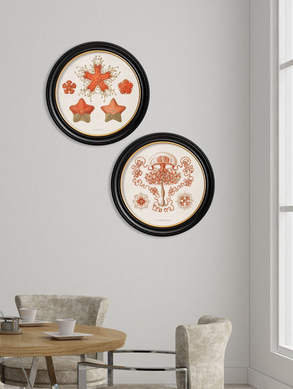 c.1904 Haeckel Sealife – Round Frames – framed wall art at Leya Buster Interiors