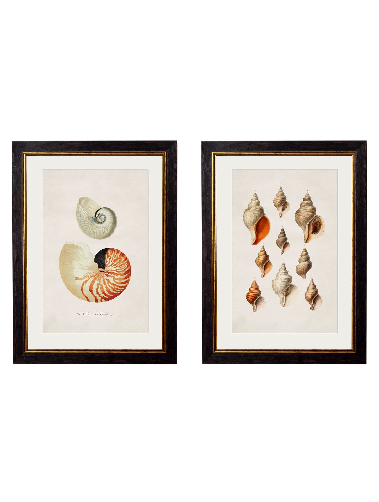 c.1848 Studies of Shells detail – Leya Buster Interiors