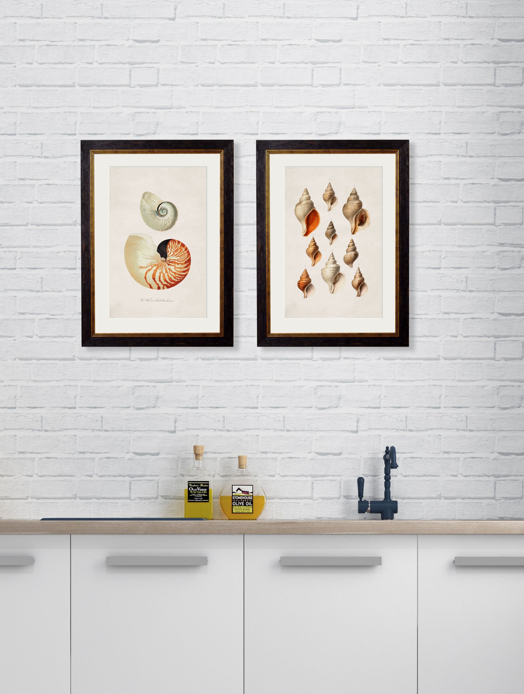c.1848 Studies of Shells – framed wall art at Leya Buster Interiors